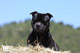 STAFFIE 362